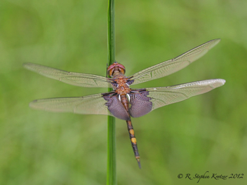 Tramea lacerata, male